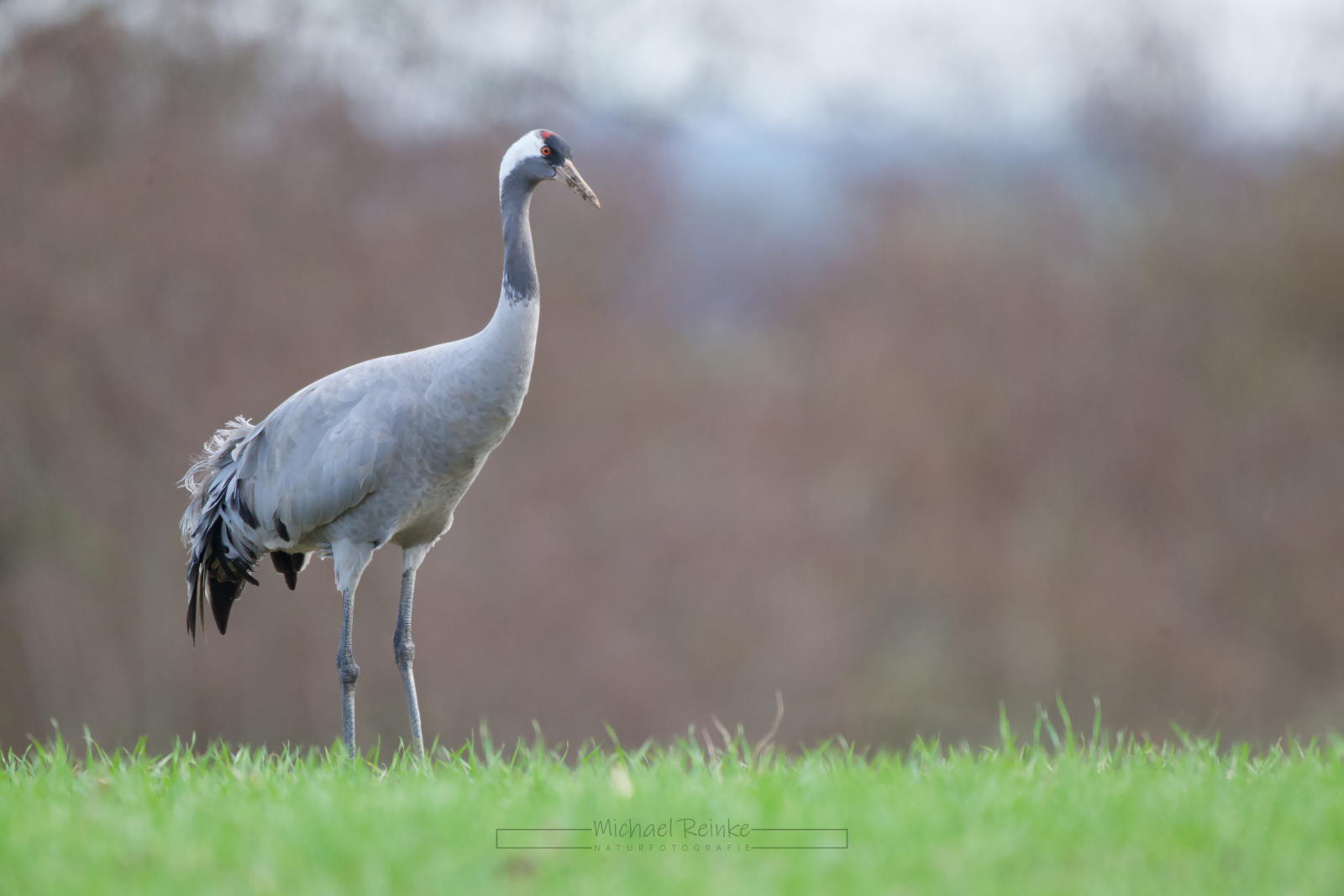 Kranich auf einem Feld