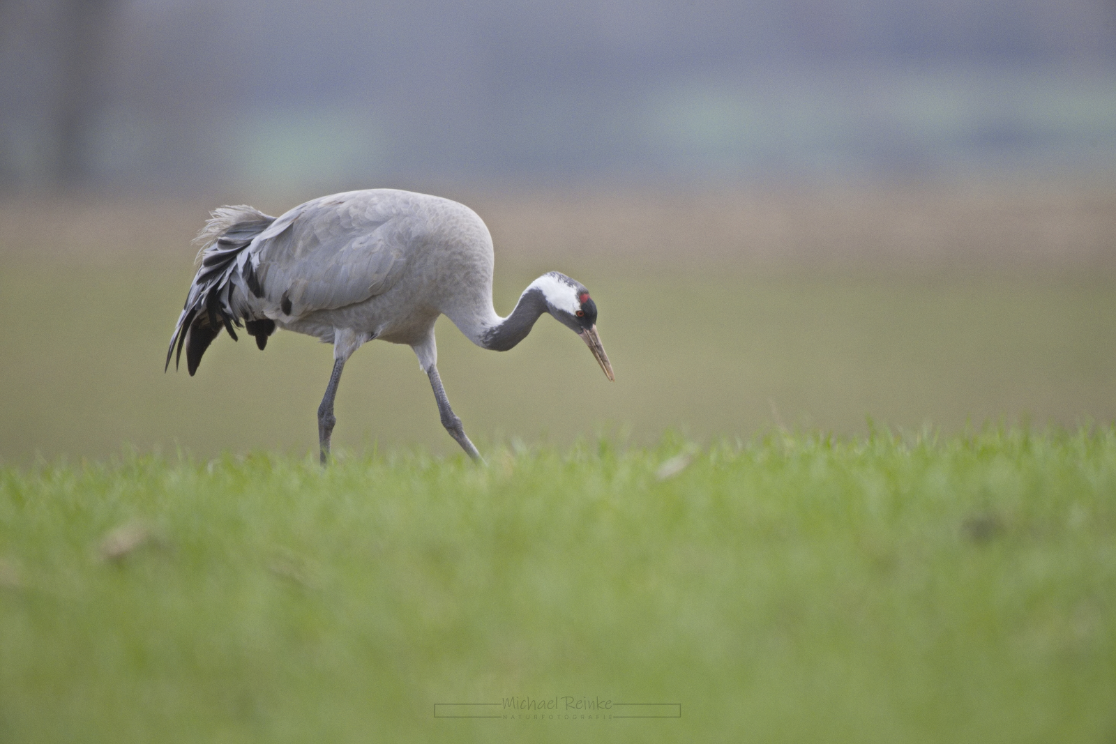 Kranich auf einem Feld