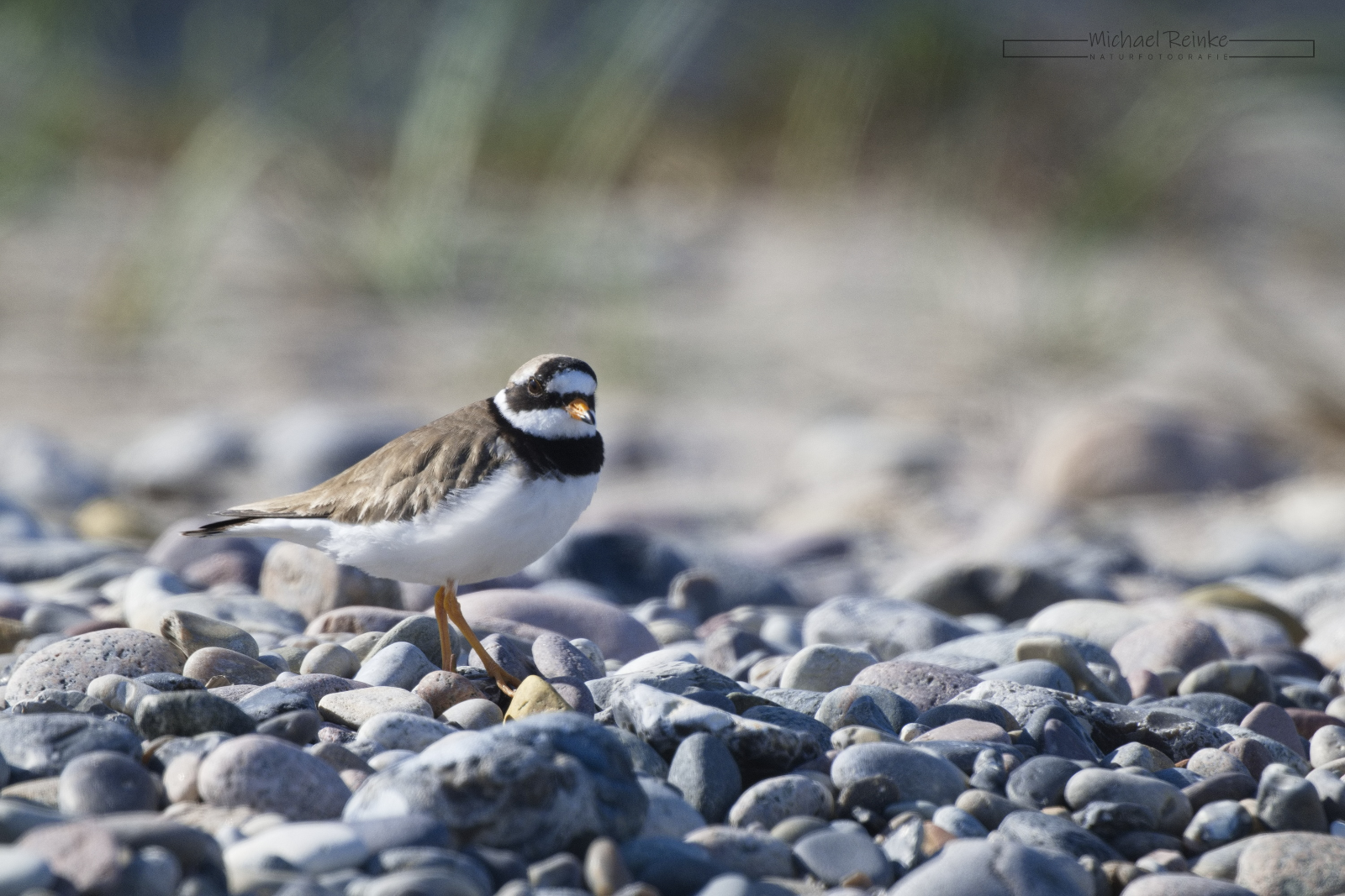 Sandregenpfeifer in Börgerende