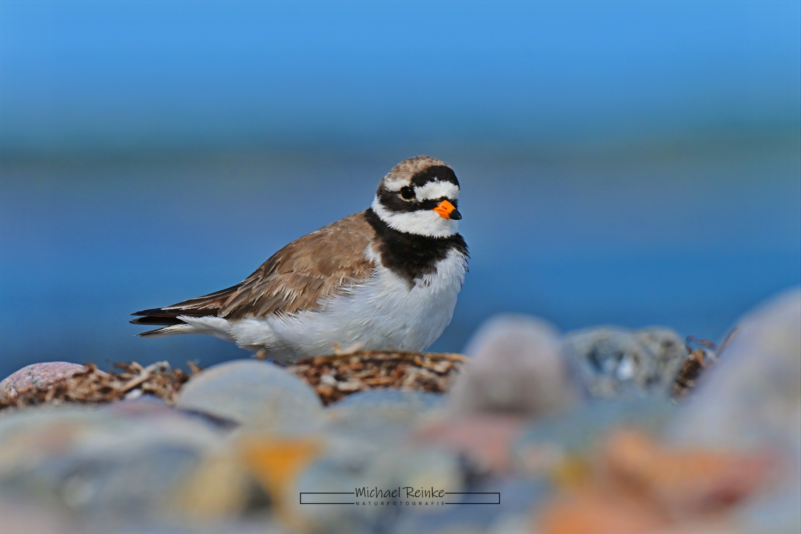 Sandregenpfeifer in Börgerende