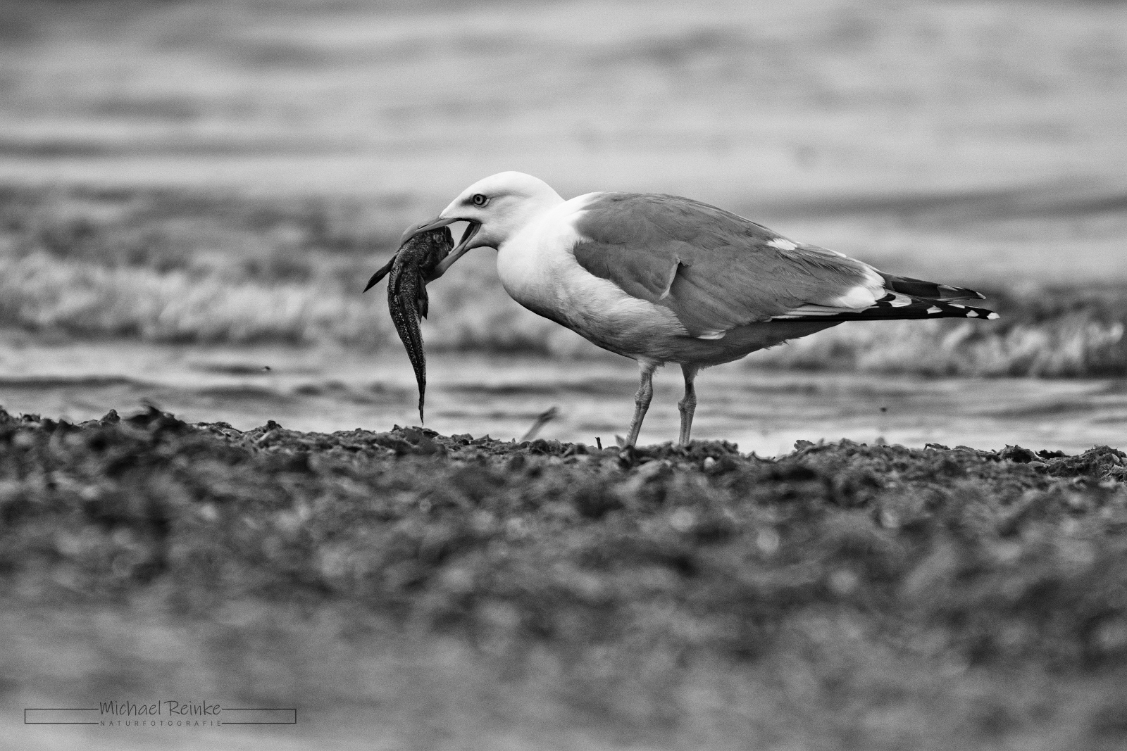 Silbermöwe mit Fisch