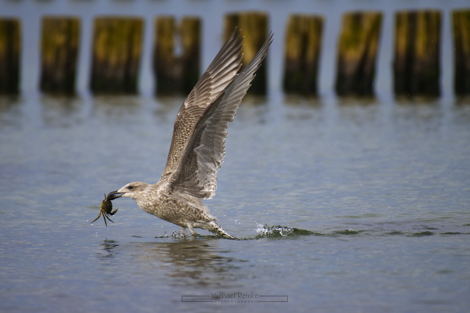 Silbermöwe mit Strandkrabbe