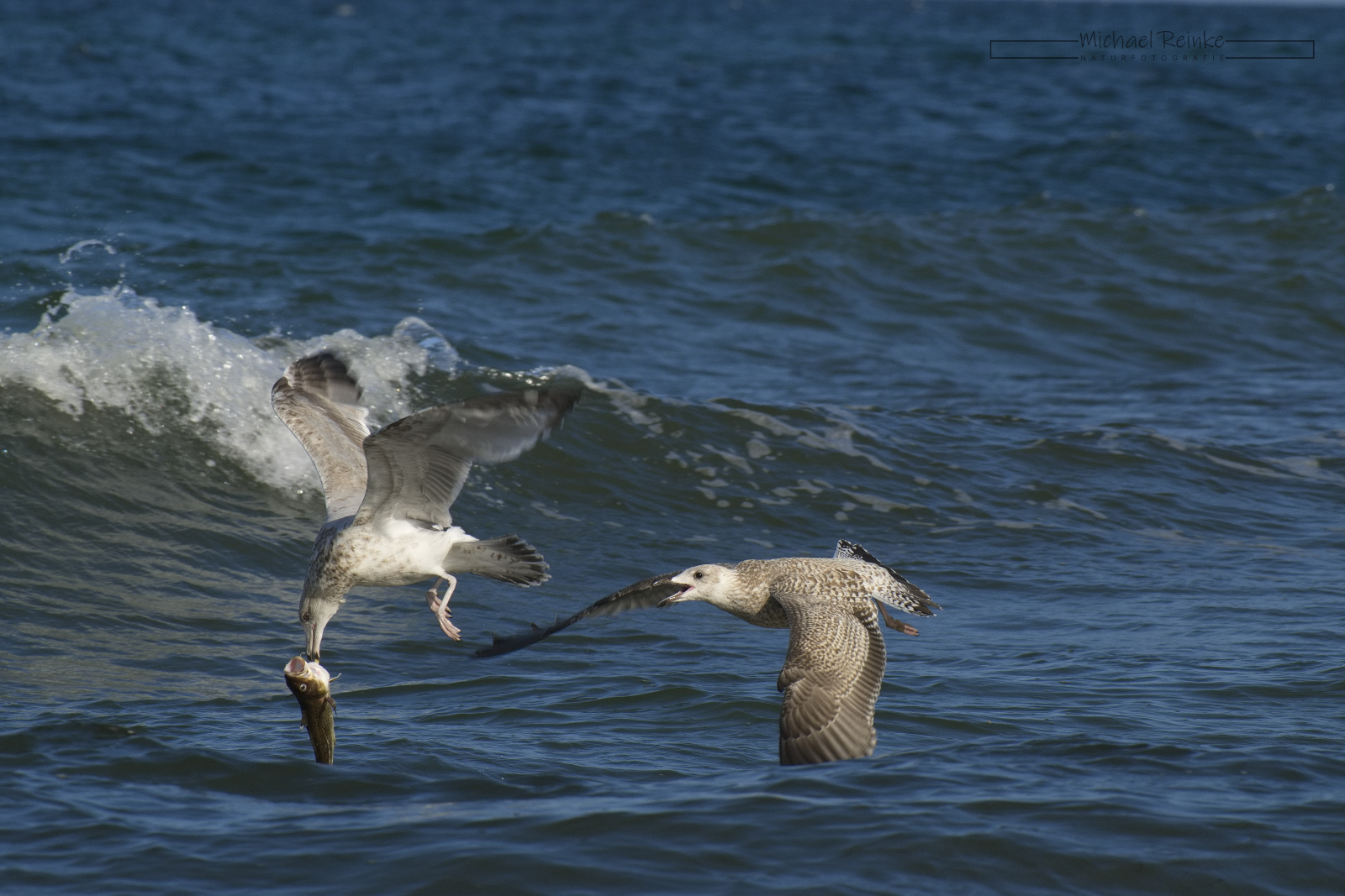 Silbermöwen beim Streit um Fisch