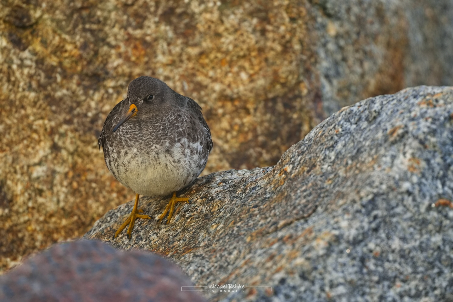 Meerstrandläufer auf der Mittelmole in Warnemünde